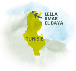 Carte Coopérative Tunisie Coriandre bio équitable